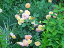 DSCN4090