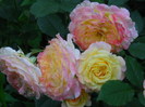 DSCN4092