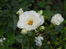 DSCN3971