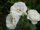 DSCN4035