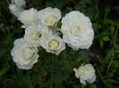 DSCN4088