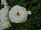 DSCN4089