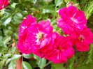 DSCN3978