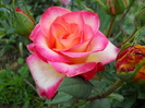 DSCN3984