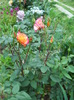 DSCN3985