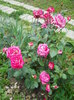 DSCN3987