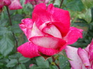 DSCN3988