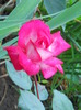 DSCN4027