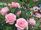 DSCN3992