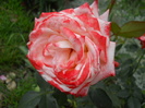 DSCN3997