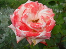 DSCN4000