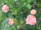 DSCN4001