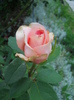 DSCN4003
