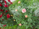 DSCN4004