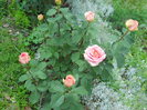 DSCN4005