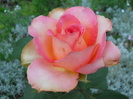 DSCN4075