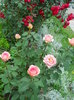 DSCN4076