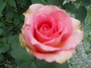 DSCN4077