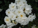 DSCN4008
