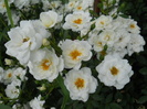 DSCN4012