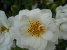 DSCN4016