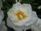 DSCN4017