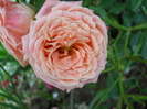 DSCN4015