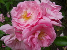 DSCN4020
