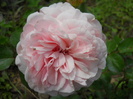 DSCN4024