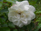 DSCN4025