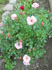 DSCN4029