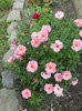 DSCN4064