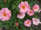 DSCN4066