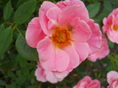 DSCN4067