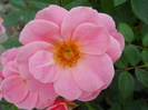 DSCN4069