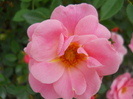 DSCN4070