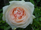 DSCN4036