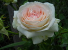 DSCN4037