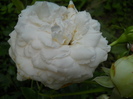 DSCN4040