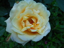 DSCN4041