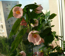 P1390699