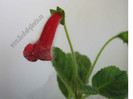 NEW - Kohleria Simone (GS)