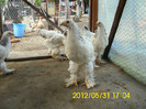 Brahma Herminat Deschis