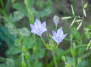 Triteleia laxa Queen Fabiola (2011,Jun.13)