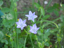 Triteleia laxa Queen Fabiola (2011,Jun.13)