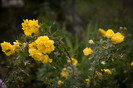 Rosa foetida persiana