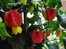 Trailing Abutilon (2010, April 23)