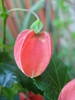 Abutilon megapotamicum (2010, May 01)