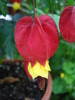 Abutilon megapotamicum (2010, May 24)