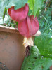 Abutilon megapotamicum (2012, Jun.13)